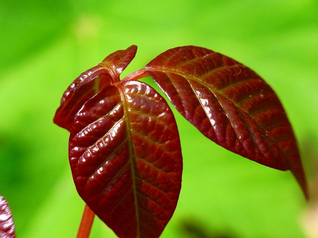 f0157901_11221240.jpg