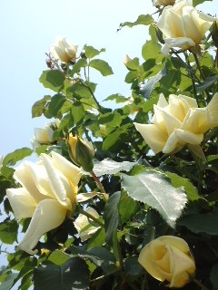 e0159905_11244595.jpg