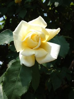 e0159905_1128146.jpg