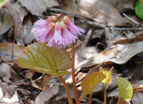 c0042418_8522225.jpg