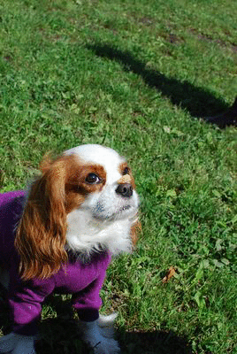 f0214121_108445.gif