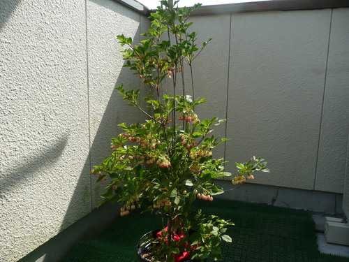 c0009528_2251525.jpg
