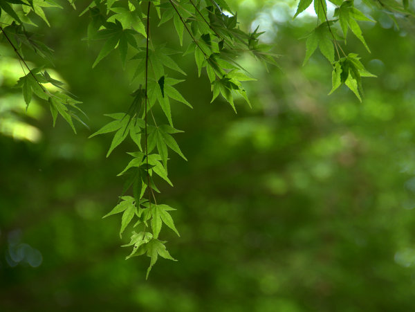 c0133533_05353.jpg
