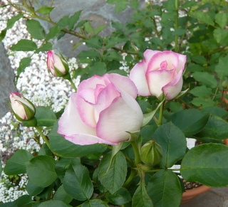 b0200240_9162331.jpg