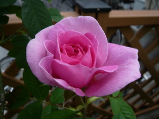 b0200240_918171.jpg