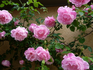 b0200240_9183338.jpg