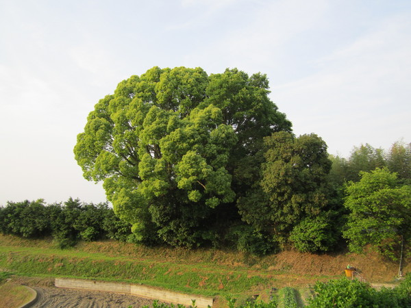 b0132746_125815.jpg