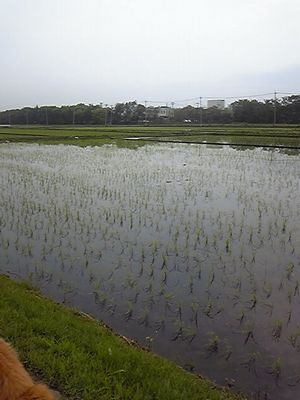 e0019550_10373915.jpg