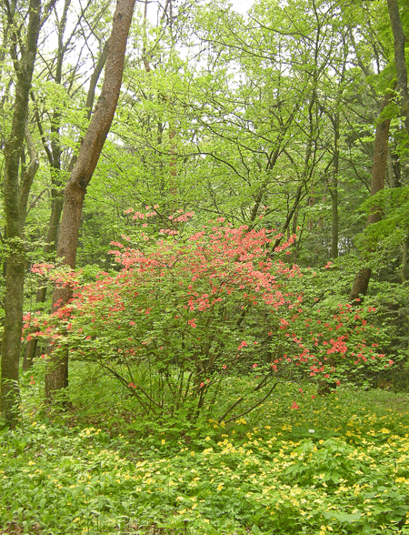 a0001354_2046653.gif