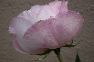 e0225164_6461640.jpg