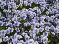 c0117570_16154921.jpg