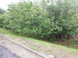 e0175370_1484012.jpg