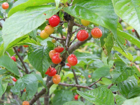 e0175370_1492540.jpg