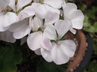 f0222277_1131396.jpg