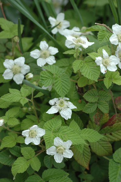 c0026690_20371721.jpg