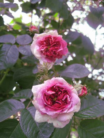 f0201297_046982.jpg