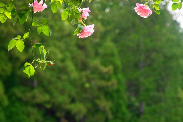 f0083400_19264624.jpg