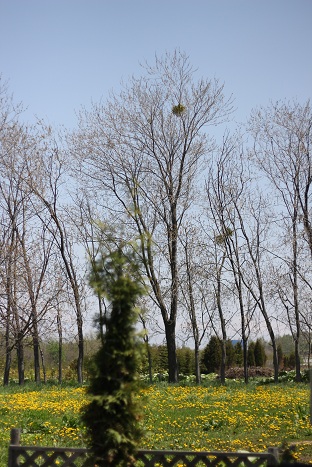 b0182101_16251578.jpg