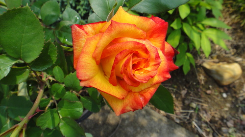 c0105306_10311696.jpg