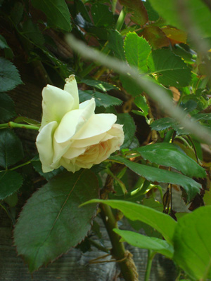 e0233111_9192064.jpg