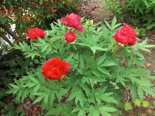 e0190625_623511.jpg