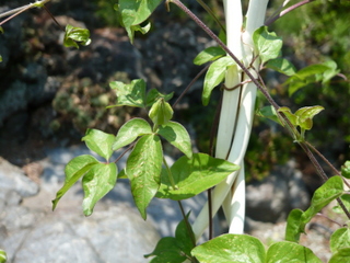 b0200240_1133865.jpg
