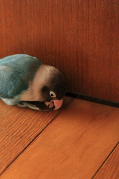 c0145250_12103418.gif