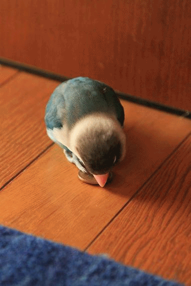c0145250_12104779.gif