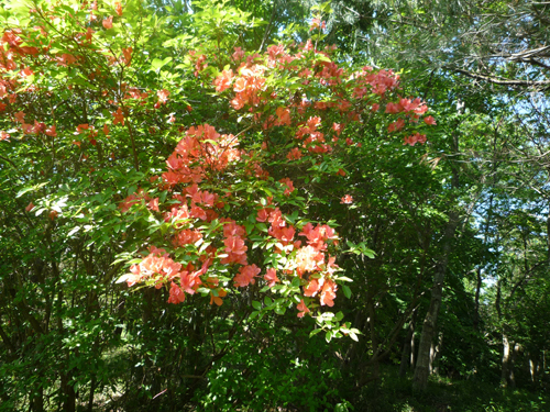b0045357_8503337.jpg