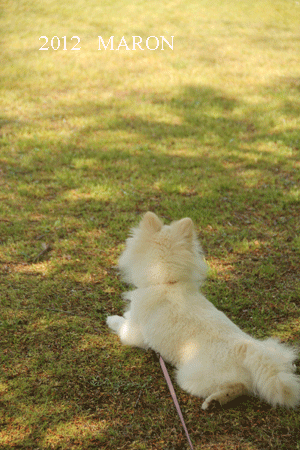 e0145259_0292621.gif