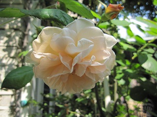 c0152002_19263936.jpg