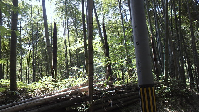 a0156636_2001586.jpg