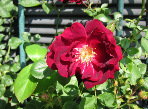 b0178339_2353893.jpg