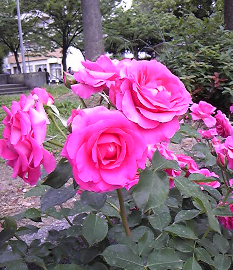 d0103548_22184467.jpg