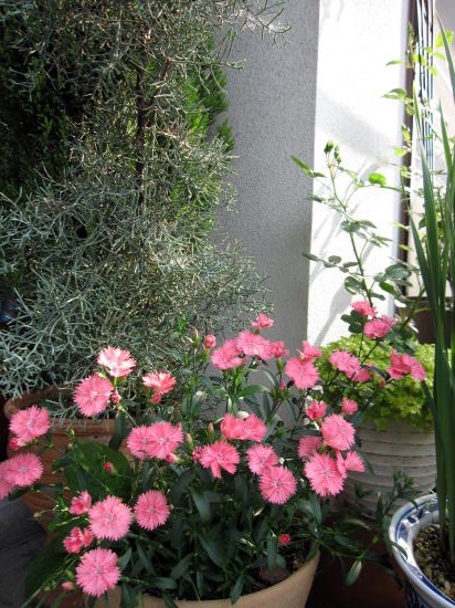 c0147952_2227483.jpg