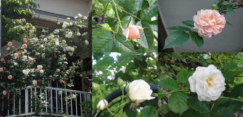 b0224081_13263481.png