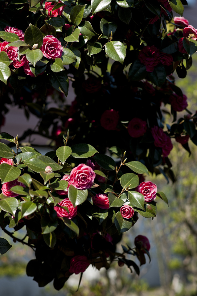 a0141385_21274378.jpg