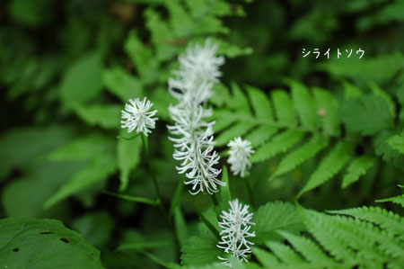 c0051105_09427.jpg