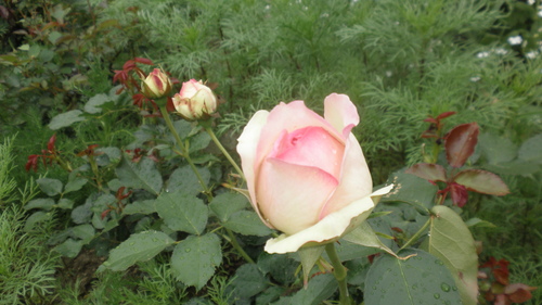 e0266305_2335222.jpg