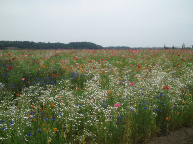a0185007_20472948.jpg