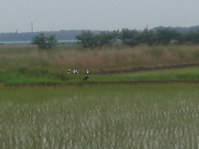 a0185007_2053820.jpg