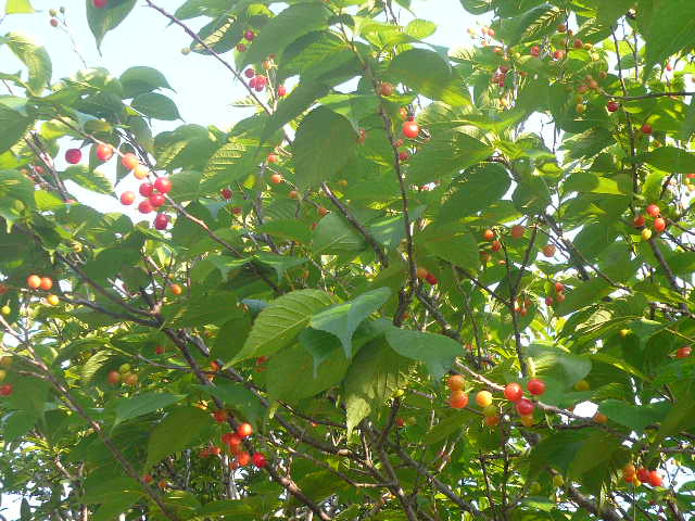 e0026017_21273451.jpg