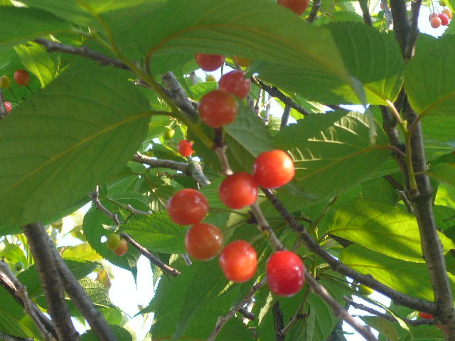 e0026017_21282098.jpg