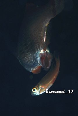 b0164920_2249526.jpg
