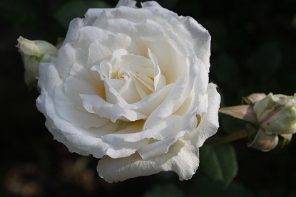 c0157226_011140.jpg