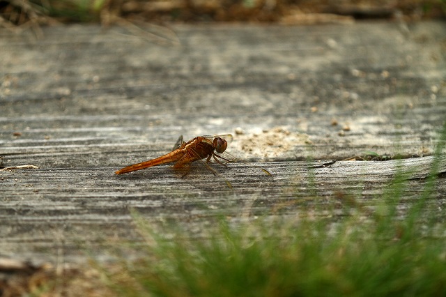 a0242438_1734796.jpg