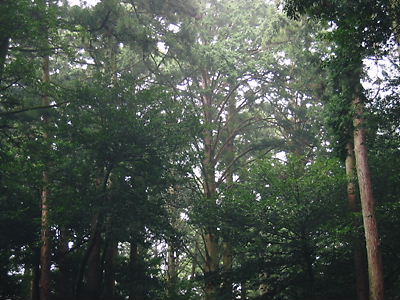 e0022839_1651395.jpg
