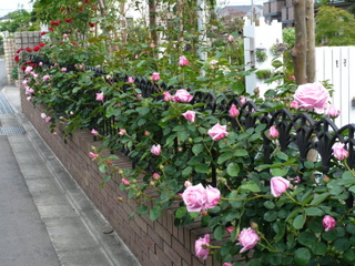 b0200240_1433316.jpg