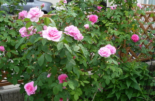 b0200240_1434124.jpg