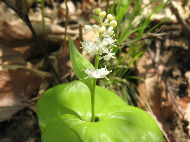 c0233141_1455012.jpg